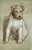 Le Chien "Betty"

Huile sur panneau
Signé en bas à droite
Betty, juillet (19)49 en bas à gauche.
Haut. 60 cm, larg. 37 cm
